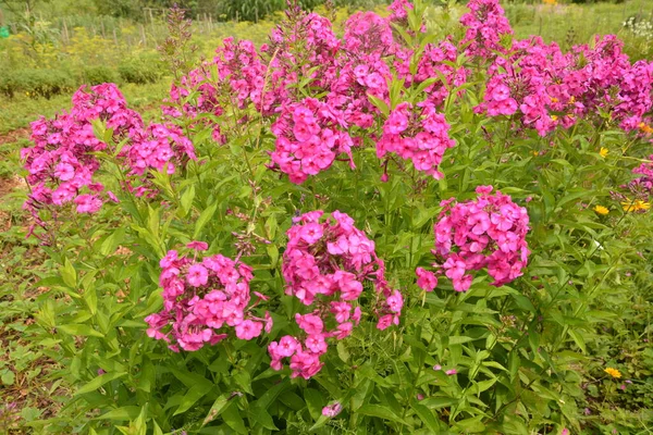 Purple Flowers Phlox Paniculata Flowering Branch Purple Phlox Garden Rainy — Stock Photo, Image