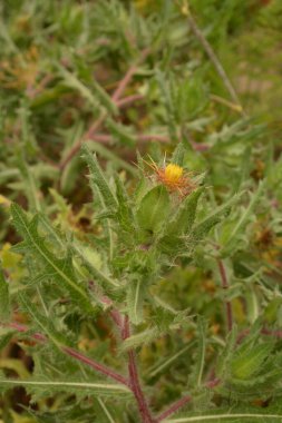 Benedikt bitkisi, Cnicus Benedictus önemli bir şifalı bitki ve sarı çiçekli zehirli bir bitkidir..