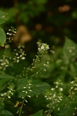 Büyücü 'nün İtüzümü F, Circaea lutetiana, yaz çiçeği, Saha Bölünmüş Tonlama Doğa Makro Fotoğrafçılığının Sığ Derinliği