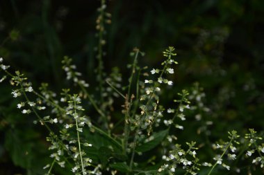 Büyücü 'nün İtüzümü F, Circaea lutetiana, yaz çiçeği, Saha Bölünmüş Tonlama Doğa Makro Fotoğrafçılığının Sığ Derinliği