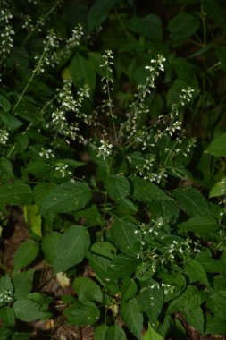 Büyücü 'nün İtüzümü F, Circaea lutetiana, yaz çiçeği, Saha Bölünmüş Tonlama Doğa Makro Fotoğrafçılığının Sığ Derinliği