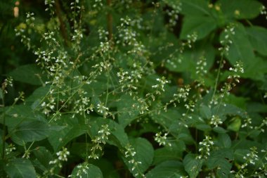 Büyücü 'nün İtüzümü F, Circaea lutetiana, yaz çiçeği, Saha Bölünmüş Tonlama Doğa Makro Fotoğrafçılığının Sığ Derinliği
