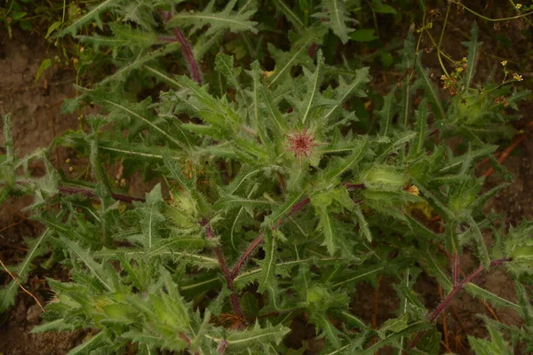 Hierba Benedictina Cnicus Benedictus Una Planta Medicinal Importante Planta Venenosa — Foto de Stock