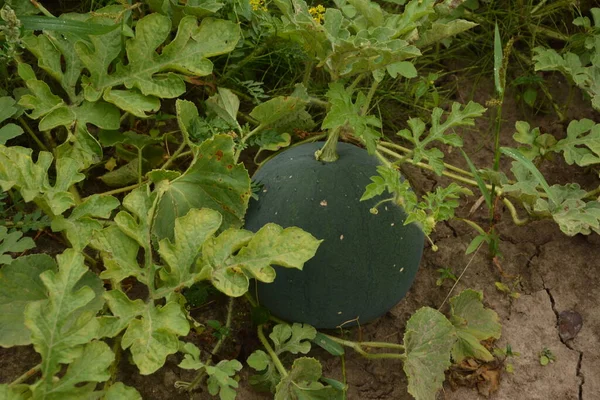 Арбуз Зеленой Арбузной Плантации Летом Сельскохозяйственное Арбузное Поле — стоковое фото