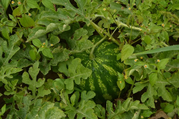 夏天在绿色西瓜种植园种植西瓜 在农业西瓜田种植西瓜 — 图库照片