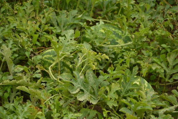 Meloun Vodní Zelené Plantáži Melounu Létě Zemědělské Melounové Pole — Stock fotografie