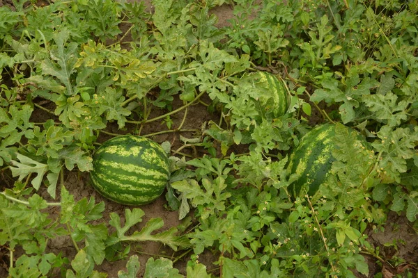 Semangka Perkebunan Semangka Hijau Pada Musim Panas Ladang Semangka Pertanian — Stok Foto