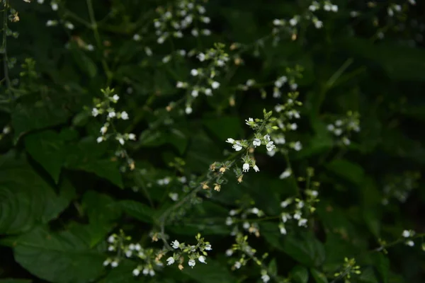 Κοντινό Πλάνο Του Enchanter Nightshade Circaea Lutetiana Καλοκαιρινό Λουλούδι Shallow — Φωτογραφία Αρχείου