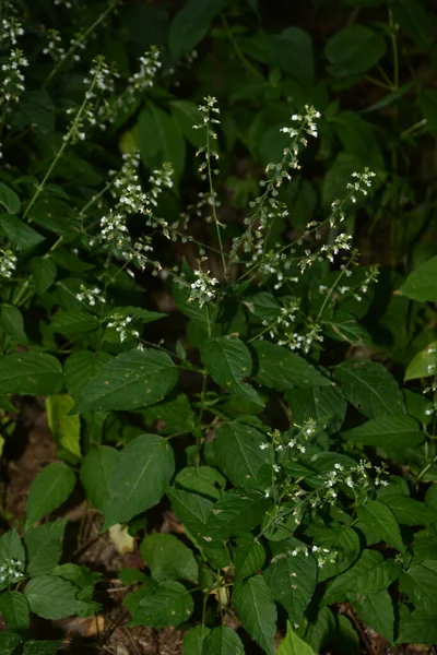 Gros Plan Sur Nuance Enchanter Circaea Lutetiana Fleur Été Faible — Photo