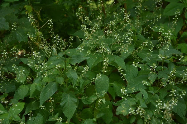 Κοντινό Πλάνο Του Enchanter Nightshade Circaea Lutetiana Καλοκαιρινό Λουλούδι Shallow — Φωτογραφία Αρχείου