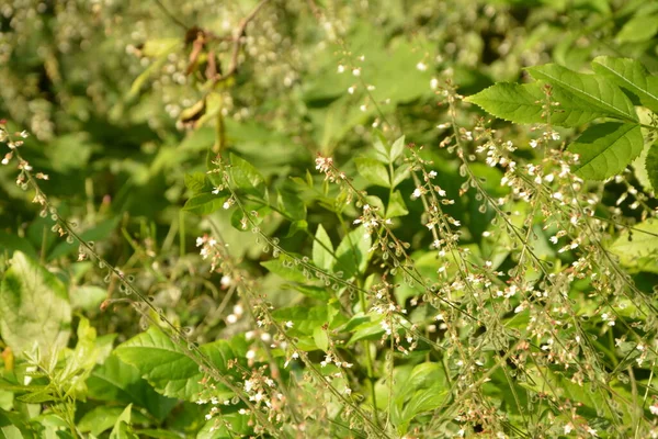 エンチャンターのナイトシェードF Circaea Lutetiana 夏の花 フィールドスプリットトニングの浅い深さのクローズアップ自然マクロ写真 — ストック写真