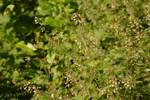 エンチャンターのナイトシェードF Circaea Lutetiana 夏の花 フィールドスプリットトニングの浅い深さのクローズアップ自然マクロ写真 — ストック写真