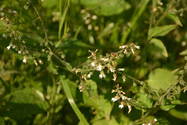 Close Enchanter Nightshade Circaea Lutetiana Summer Flower Shallow Depth Field —  Fotos de Stock