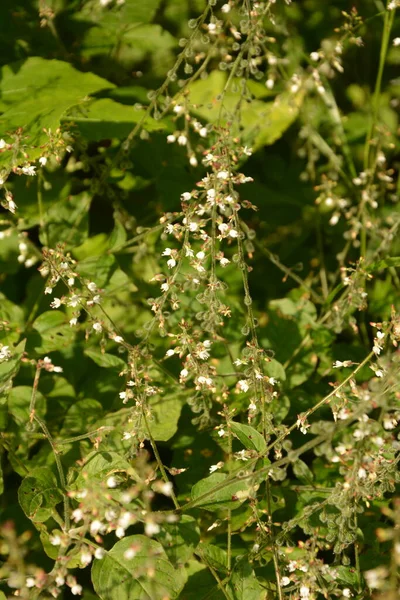 エンチャンターのナイトシェードF Circaea Lutetiana 夏の花 フィールドスプリットトニングの浅い深さのクローズアップ自然マクロ写真 — ストック写真