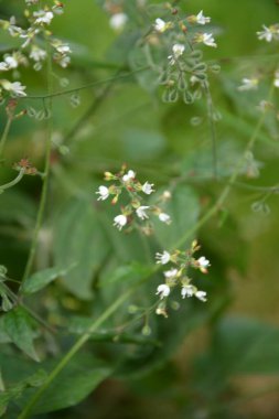 Büyücü 'nün İtüzümü F, Circaea lutetiana, yaz çiçeği, Saha Bölünmüş Tonlama Doğa Makro Fotoğrafçılığının Sığ Derinliği