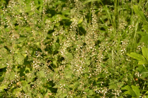 エンチャンターのナイトシェードF Circaea Lutetiana 夏の花 フィールドスプリットトニングの浅い深さのクローズアップ自然マクロ写真 — ストック写真