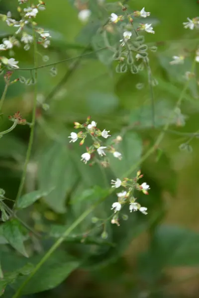 エンチャンターのナイトシェードF Circaea Lutetiana 夏の花 フィールドスプリットトニングの浅い深さのクローズアップ自然マクロ写真 — ストック写真