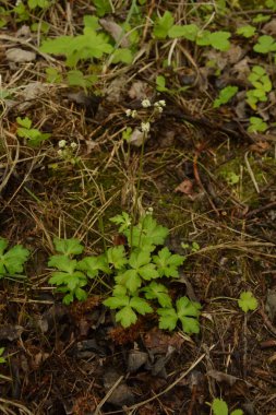 Sanicula europaea (Sanicula europaea), Avrupa 'da bir tıbbi bitki..