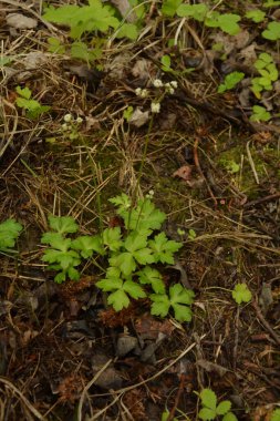 Sanicula europaea (Sanicula europaea), Avrupa 'da bir tıbbi bitki..