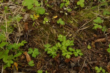 Sanicula europaea (Sanicula europaea), Avrupa 'da bir tıbbi bitki..