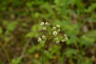 Sanicula europaea (Sanicula europaea), Avrupa 'da bir tıbbi bitki..