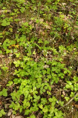 Sanicula europaea (Sanicula europaea), Avrupa 'da bir tıbbi bitki..