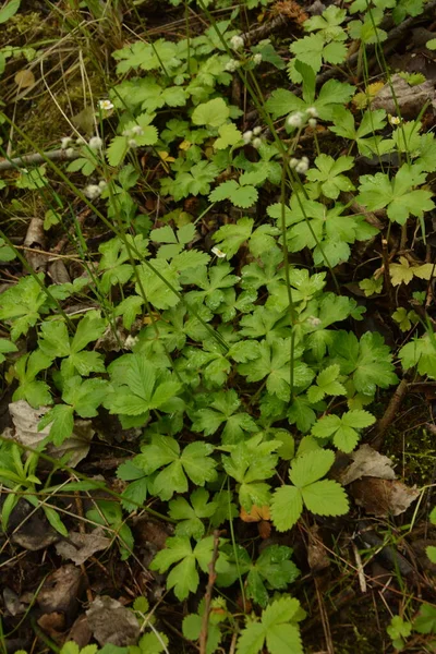 ヨーロッパの医療植物であるサンクリア エウロパ Sanicula Europaea — ストック写真