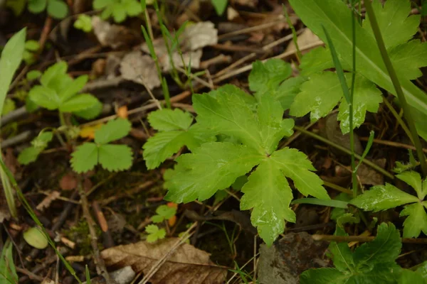 Sanicula europaea (Sanicula europaea), Avrupa 'da bir tıbbi bitki..