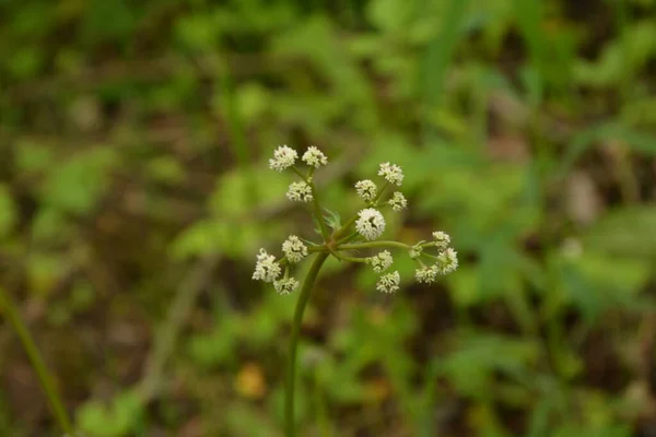 欧洲的一种药用植物 木穗花 Sanicula Europaea — 图库照片