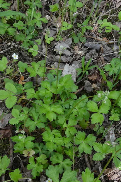 Flower Wood Sanicle Sanicula Europaea Medical Plant Europe — Stock Photo, Image