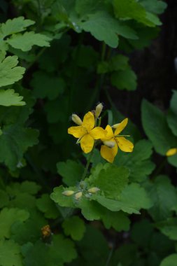 Sarı Chelidonium çiçekleri, genellikle daha büyük celandin ya da tetterwort olarak bilinir, ormanın kenarında.