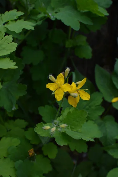 Żółte Kwiaty Chelidonium Powszechnie Znane Jako Większa Selendyna Lub Tetterwort — Zdjęcie stockowe