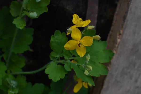 Fleurs Jaunes Chelidonium Communément Appelées Grande Chélandine Tetterwort Lisière Forêt — Photo