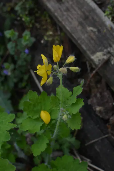 Fiori Gialli Elidonio Comunemente Noti Come Celandine Maggiore Tetterwort Margini — Foto Stock