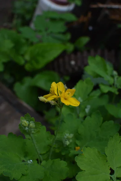 Fleurs Jaunes Chelidonium Communément Appelées Grande Chélandine Tetterwort Lisière Forêt — Photo