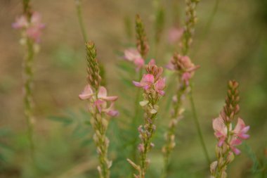 Onobrychis, azizler çok yıllık şifalı bitkilerdir. Günbatımındaki çayırda pembe çiçekler. Ukrayna 'nın bal bitkileri. İnekler için bitkiler. seçici odak