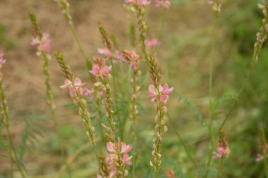 Onobrychis, azizler çok yıllık şifalı bitkilerdir. Günbatımındaki çayırda pembe çiçekler. Ukrayna 'nın bal bitkileri. İnekler için bitkiler. seçici odak