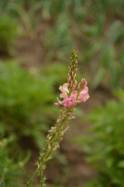 Onobrychis, azizler çok yıllık şifalı bitkilerdir. Günbatımındaki çayırda pembe çiçekler. Ukrayna 'nın bal bitkileri. İnekler için bitkiler. seçici odak