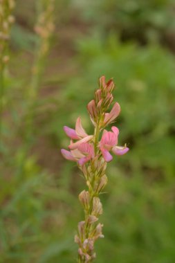 Onobrychis, azizler çok yıllık şifalı bitkilerdir. Günbatımındaki çayırda pembe çiçekler. Ukrayna 'nın bal bitkileri. İnekler için bitkiler. seçici odak