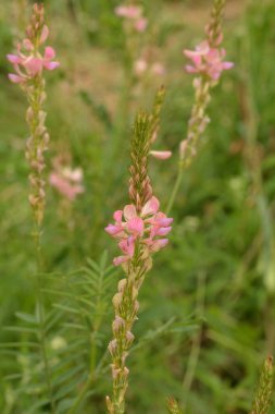 Onobrychis, azizler çok yıllık şifalı bitkilerdir. Günbatımındaki çayırda pembe çiçekler. Ukrayna 'nın bal bitkileri. İnekler için bitkiler. seçici odak