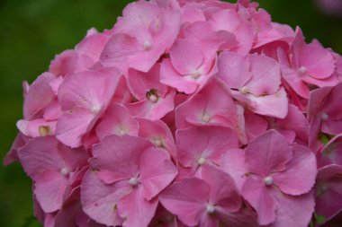 Bu gizli bahçe düş gibi. Yazın gösterişli çiçekler. Ortanca çiçeği güneşli bir günde açar. Çiçekli hortensiya bitkisi. Yaz bahçesinde çiçek açan çiçekler. Pembe ortanca çiçek açmış..