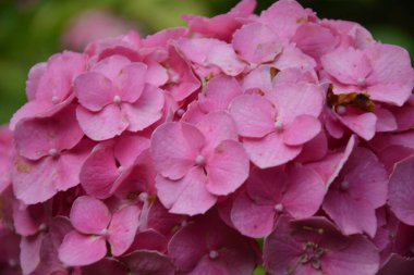 Bu gizli bahçe düş gibi. Yazın gösterişli çiçekler. Ortanca çiçeği güneşli bir günde açar. Çiçekli hortensiya bitkisi. Yaz bahçesinde çiçek açan çiçekler. Pembe ortanca çiçek açmış..