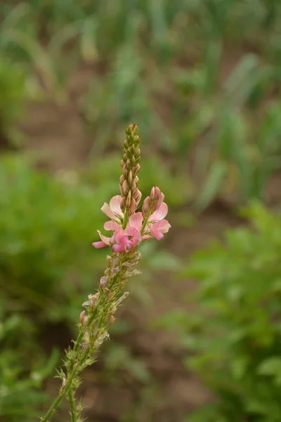 Onobrychis Sainfoins Perennial Travels Розовые Цветы Онобрихис Лугу Заката Медовые — стоковое фото