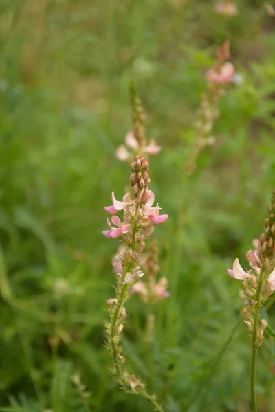 Onobrychis Heiligen Zijn Vaste Planten Roze Bloemen Onobrychis Zonsondergang Weide — Stockfoto