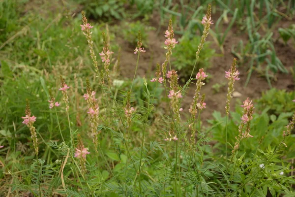 Onobrychis Sainfoins São Ervas Perenes Flores Cor Rosa Onobrychis Prado — Fotografia de Stock