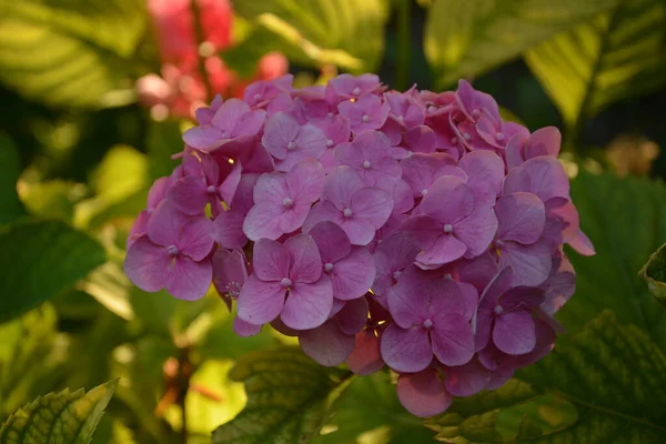 This secret garden is utterly dreamy. Showy flowers in summer. Hydrangea blossom on sunny day. Flowering hortensia plant. Blossoming flowers in summer garden. Pink hydrangea in full bloom.