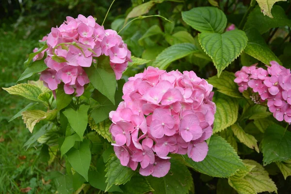 Este Jardim Secreto Absolutamente Sonhador Flores Espetaculares Verão Hortênsia Floresce — Fotografia de Stock