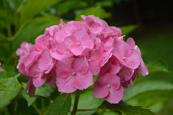 Secret Garden Utterly Dreamy Showy Flowers Summer Hydrangea Blossom Sunny — Stock Photo, Image