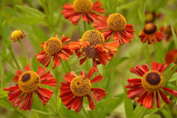 Геленій Конігстігер Геленій Helenium Autumnale Буш Геленій Зелене Листя Прекрасні — стокове фото