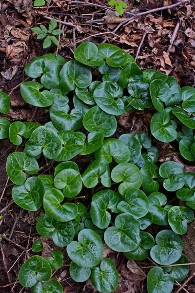 Top Kilátás Nyílik Fiatal Zöld Lombozat Asarum Europaeum Növények European — Stock Fotó